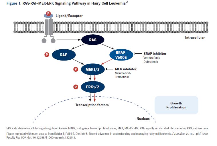 Hairy Cell Leukemia Pathogenesis, Diagnosis, And Prognosis